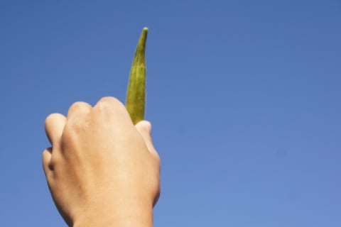 A moment to say to right harvest it. The sky and okra and a hand. As it was a clean photograph, I publish it.