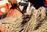 稲の脱穀作業体験。脱穀したお米はモミを付けたままにしておくと長期保存が可能となります。